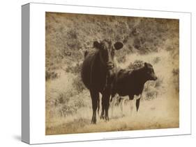 Lone Star Cows I-Jarman Fagalde-Stretched Canvas