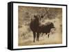 Lone Star Cows I-Jarman Fagalde-Framed Stretched Canvas