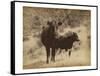 Lone Star Cows I-Jarman Fagalde-Framed Stretched Canvas