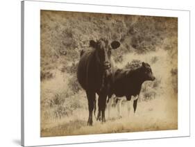 Lone Star Cows I-Jarman Fagalde-Stretched Canvas