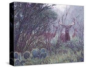Lone Star Whitetail-John Banovich-Stretched Canvas