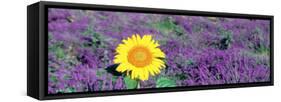 Lone Sunflower in Lavender Field, France-null-Framed Stretched Canvas