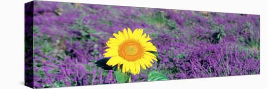 Lone Sunflower in Lavender Field, France-null-Stretched Canvas