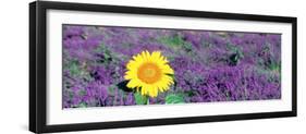 Lone Sunflower in Lavender Field, France-null-Framed Photographic Print