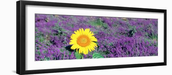 Lone Sunflower in Lavender Field, France-null-Framed Photographic Print