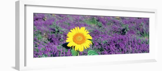Lone Sunflower in Lavender Field, France-null-Framed Photographic Print