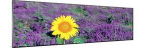 Lone Sunflower in Lavender Field, France-null-Mounted Photographic Print