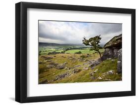 Lone Tree Above Crummack Dale, Yorkshire, England, United Kingdom, Europe-Mark Sunderland-Framed Photographic Print