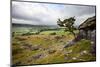 Lone Tree Above Crummack Dale, Yorkshire, England, United Kingdom, Europe-Mark Sunderland-Mounted Photographic Print