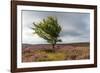 Lone tree amongst the heather, Yorkshire Moors, Yorkshire, England, United Kingdom, Europe-Karen Deakin-Framed Photographic Print