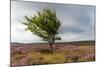 Lone tree amongst the heather, Yorkshire Moors, Yorkshire, England, United Kingdom, Europe-Karen Deakin-Mounted Photographic Print