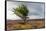 Lone tree amongst the heather, Yorkshire Moors, Yorkshire, England, United Kingdom, Europe-Karen Deakin-Framed Stretched Canvas