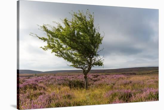 Lone tree amongst the heather, Yorkshire Moors, Yorkshire, England, United Kingdom, Europe-Karen Deakin-Stretched Canvas