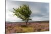 Lone tree amongst the heather, Yorkshire Moors, Yorkshire, England, United Kingdom, Europe-Karen Deakin-Stretched Canvas