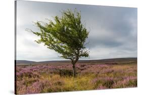 Lone tree amongst the heather, Yorkshire Moors, Yorkshire, England, United Kingdom, Europe-Karen Deakin-Stretched Canvas