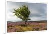 Lone tree amongst the heather, Yorkshire Moors, Yorkshire, England, United Kingdom, Europe-Karen Deakin-Framed Photographic Print