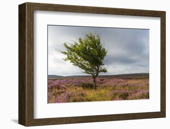 Lone tree amongst the heather, Yorkshire Moors, Yorkshire, England, United Kingdom, Europe-Karen Deakin-Framed Photographic Print