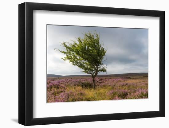 Lone tree amongst the heather, Yorkshire Moors, Yorkshire, England, United Kingdom, Europe-Karen Deakin-Framed Photographic Print