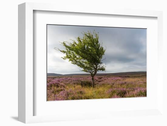 Lone tree amongst the heather, Yorkshire Moors, Yorkshire, England, United Kingdom, Europe-Karen Deakin-Framed Photographic Print