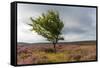Lone tree amongst the heather, Yorkshire Moors, Yorkshire, England, United Kingdom, Europe-Karen Deakin-Framed Stretched Canvas