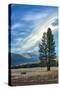 Lone Tree and Cloudscape, Alpine County, Sierra Nevada, California-Vincent James-Stretched Canvas