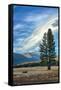 Lone Tree and Cloudscape, Alpine County, Sierra Nevada, California-Vincent James-Framed Stretched Canvas