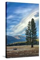Lone Tree and Cloudscape, Alpine County, Sierra Nevada, California-Vincent James-Stretched Canvas