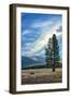 Lone Tree and Cloudscape, Alpine County, Sierra Nevada, California-Vincent James-Framed Photographic Print