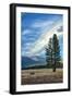 Lone Tree and Cloudscape, Alpine County, Sierra Nevada, California-Vincent James-Framed Photographic Print