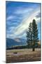 Lone Tree and Cloudscape, Alpine County, Sierra Nevada, California-Vincent James-Mounted Photographic Print