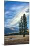 Lone Tree and Cloudscape, Alpine County, Sierra Nevada, California-Vincent James-Mounted Photographic Print