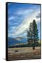 Lone Tree and Cloudscape, Alpine County, Sierra Nevada, California-Vincent James-Framed Stretched Canvas