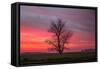 Lone Tree and Glorious Sunrise Sky, Central California-Vincent James-Framed Stretched Canvas