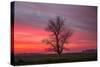 Lone Tree and Glorious Sunrise Sky, Central California-Vincent James-Stretched Canvas