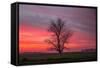 Lone Tree and Glorious Sunrise Sky, Central California-Vincent James-Framed Stretched Canvas