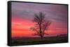 Lone Tree and Glorious Sunrise Sky, Central California-Vincent James-Framed Stretched Canvas