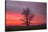 Lone Tree and Glorious Sunrise Sky, Central California-Vincent James-Stretched Canvas