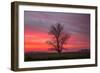 Lone Tree and Glorious Sunrise Sky, Central California-Vincent James-Framed Photographic Print