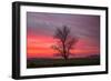 Lone Tree and Glorious Sunrise Sky, Central California-Vincent James-Framed Photographic Print