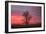 Lone Tree and Glorious Sunrise Sky, Central California-Vincent James-Framed Photographic Print