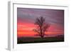 Lone Tree and Glorious Sunrise Sky, Central California-Vincent James-Framed Photographic Print