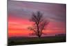 Lone Tree and Glorious Sunrise Sky, Central California-Vincent James-Mounted Photographic Print