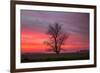 Lone Tree and Glorious Sunrise Sky, Central California-Vincent James-Framed Photographic Print