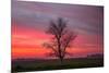 Lone Tree and Glorious Sunrise Sky, Central California-Vincent James-Mounted Photographic Print