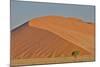 Lone tree and tall sand dune, Sossusvlei Namibia-Darrell Gulin-Mounted Photographic Print