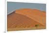 Lone tree and tall sand dune, Sossusvlei Namibia-Darrell Gulin-Framed Photographic Print