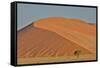 Lone tree and tall sand dune, Sossusvlei Namibia-Darrell Gulin-Framed Stretched Canvas