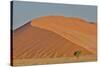 Lone tree and tall sand dune, Sossusvlei Namibia-Darrell Gulin-Stretched Canvas