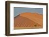 Lone tree and tall sand dune, Sossusvlei Namibia-Darrell Gulin-Framed Photographic Print