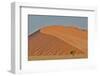 Lone tree and tall sand dune, Sossusvlei Namibia-Darrell Gulin-Framed Photographic Print